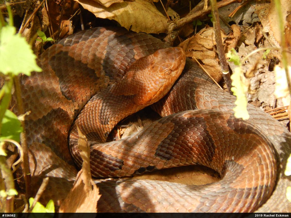Northern Copperhead