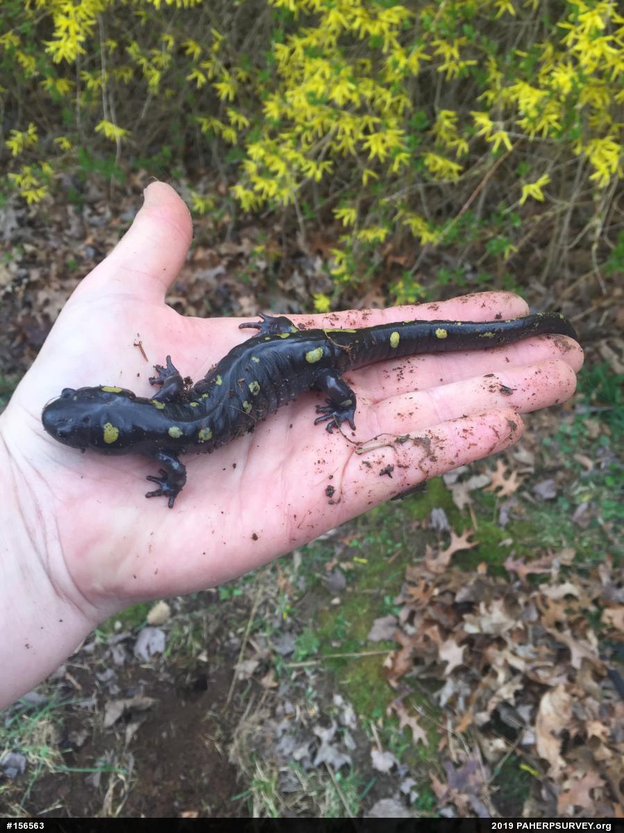 Spotted Salamander