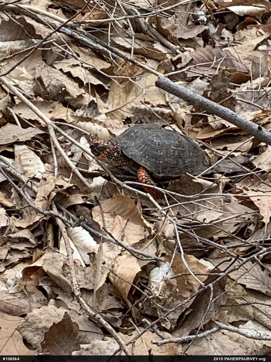 Eastern Box Turtle