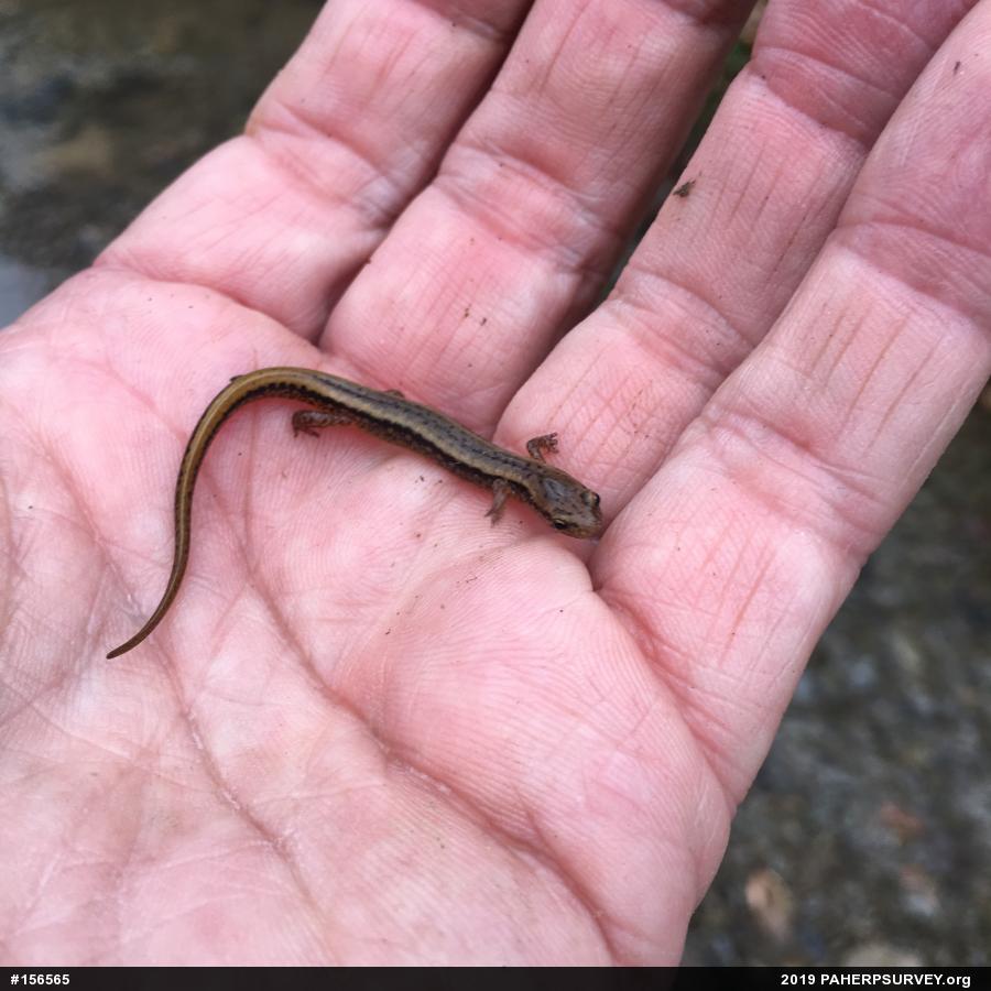 Northern Two-lined Salamander
