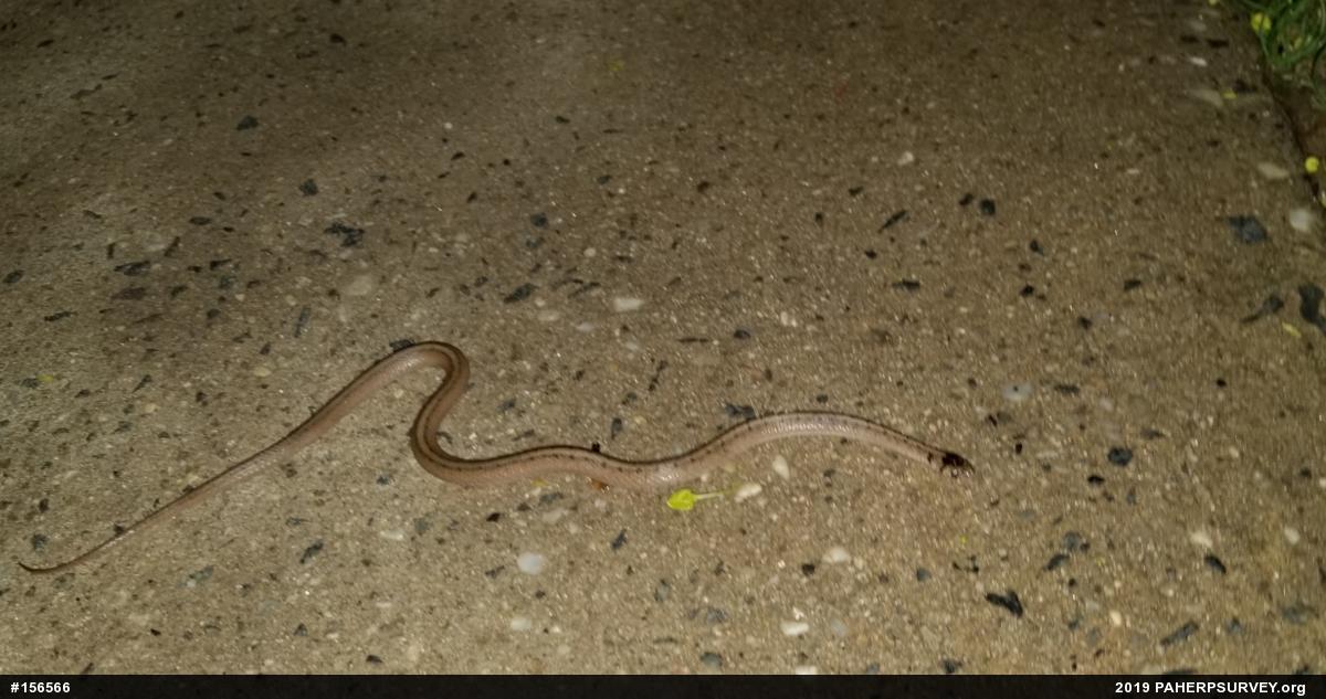 Dekay's Brownsnake