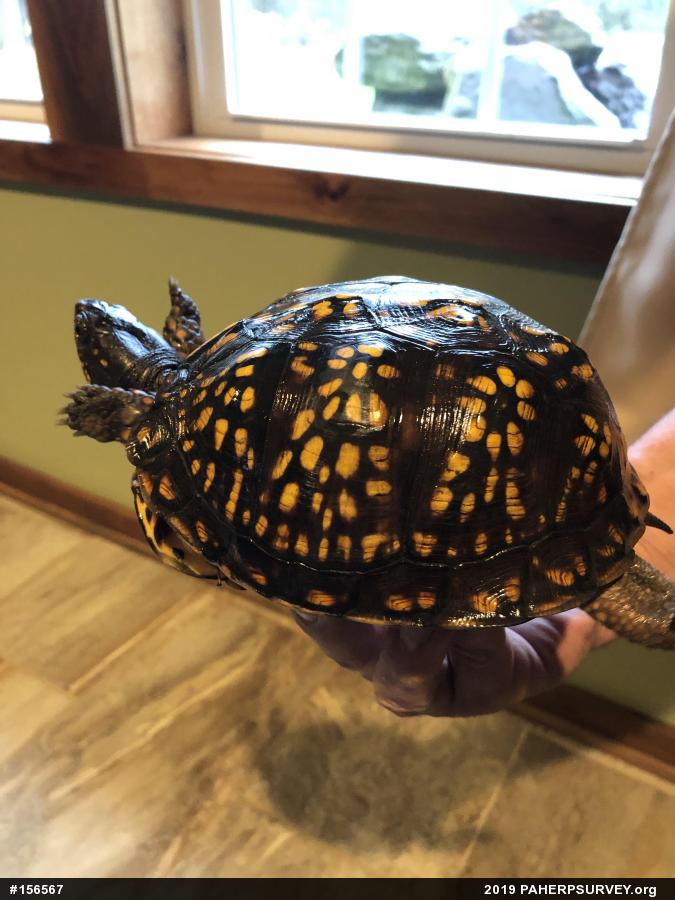 Eastern Box Turtle