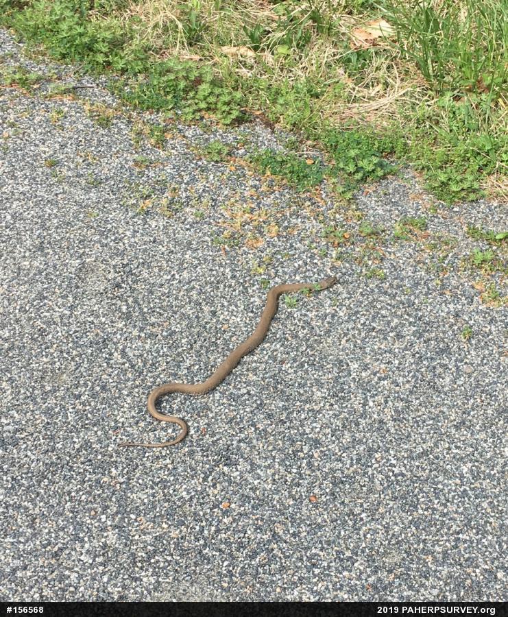 Northern Watersnake