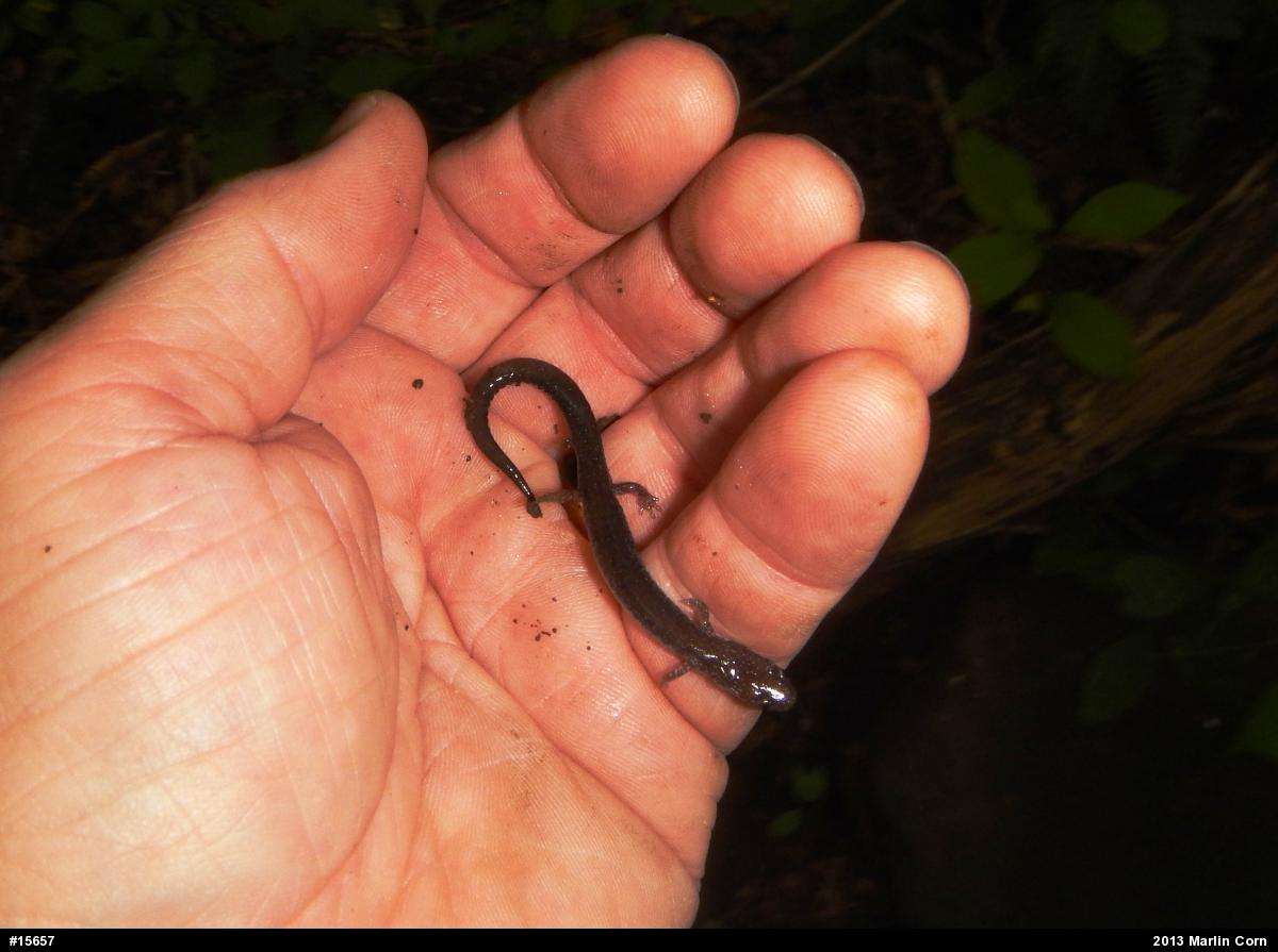 Eastern Red-backed  Salamander