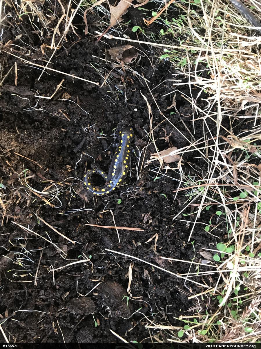 Spotted Salamander