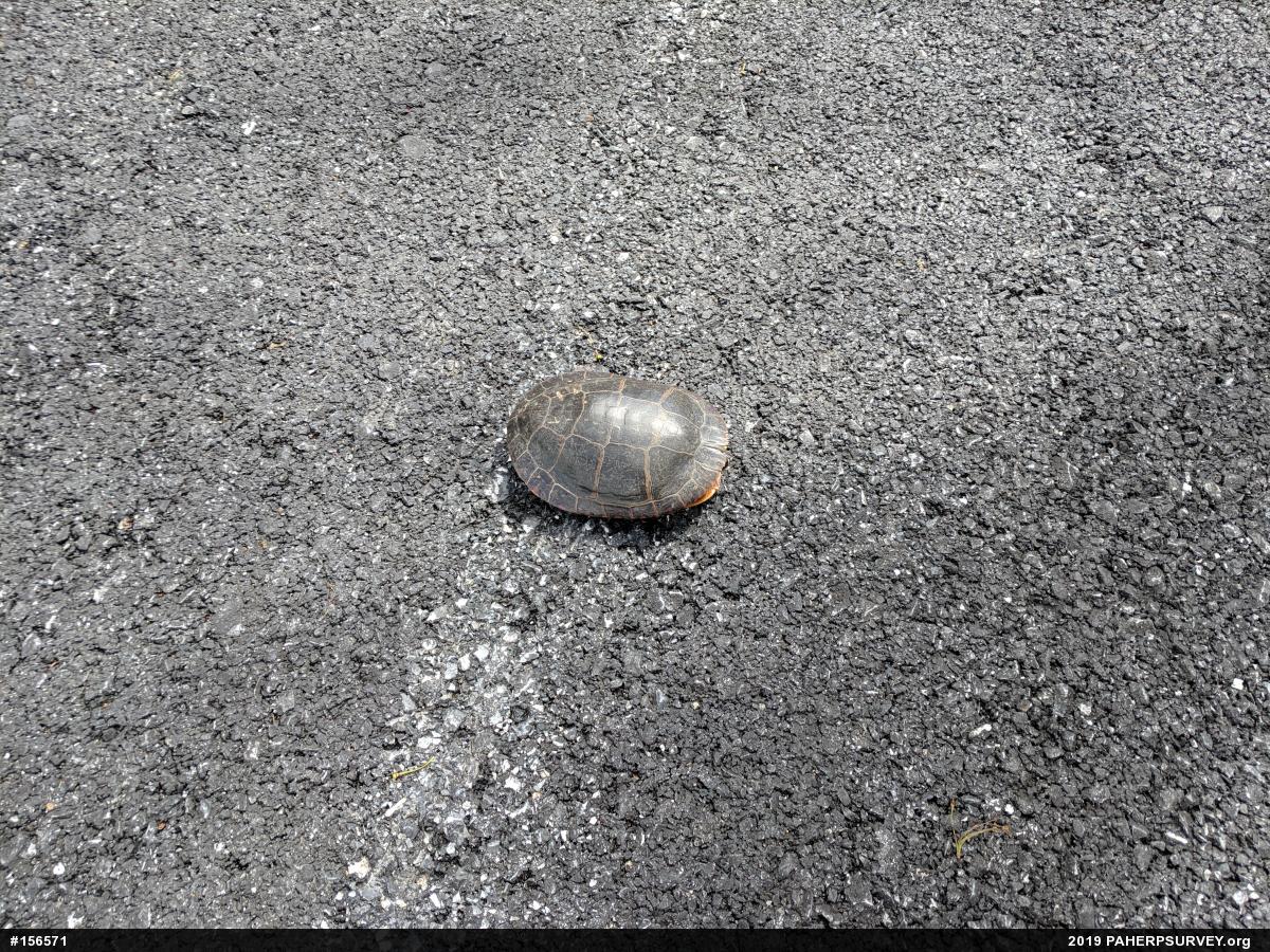Eastern Painted Turtle