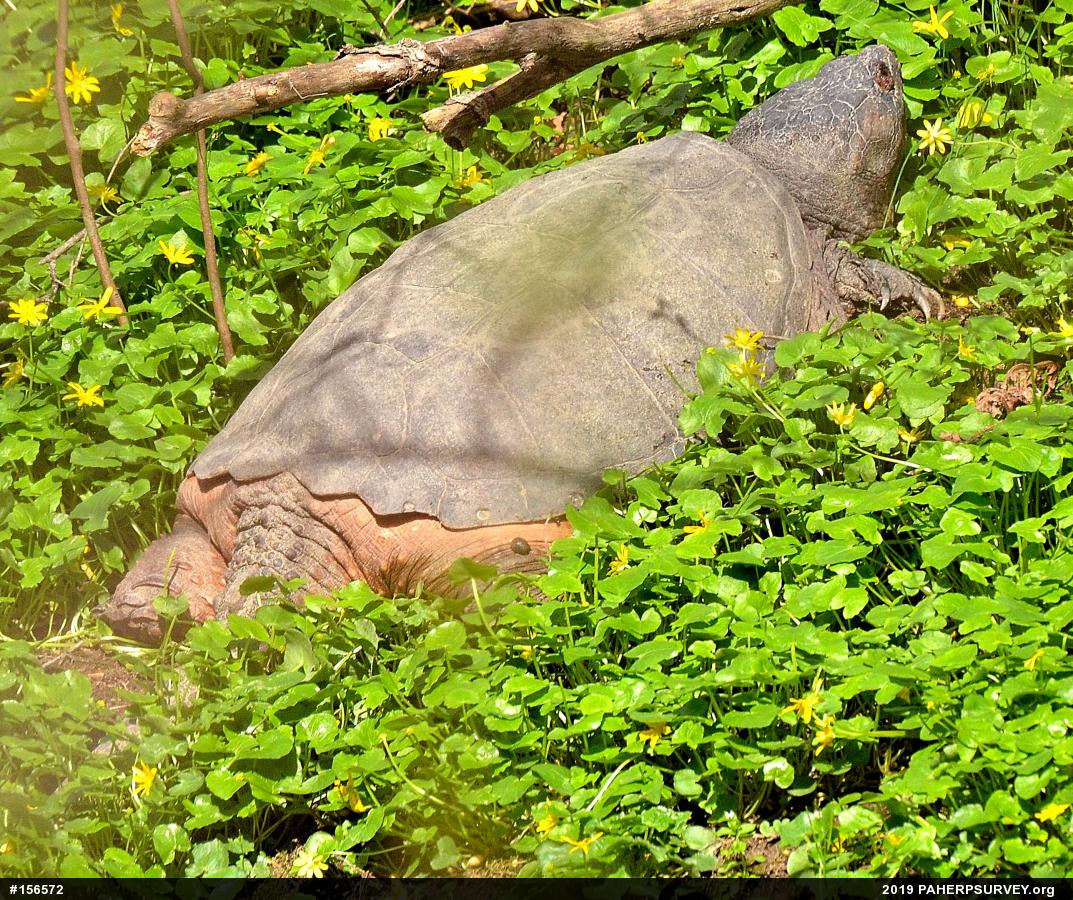 Snapping Turtle