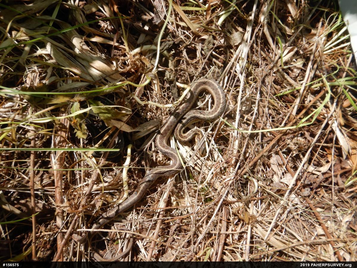 Eastern Gartersnake