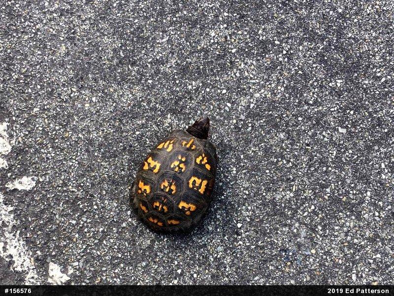 Eastern Box Turtle