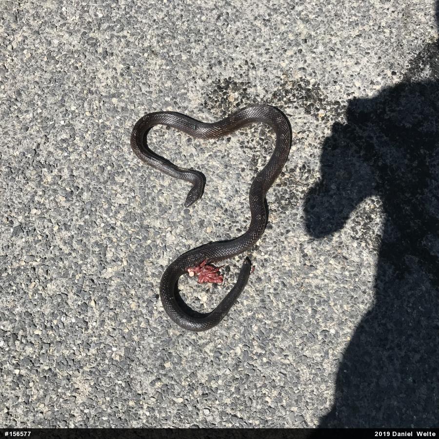 Eastern Ratsnake