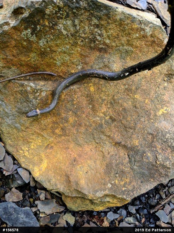 Northern Ring-necked Snake