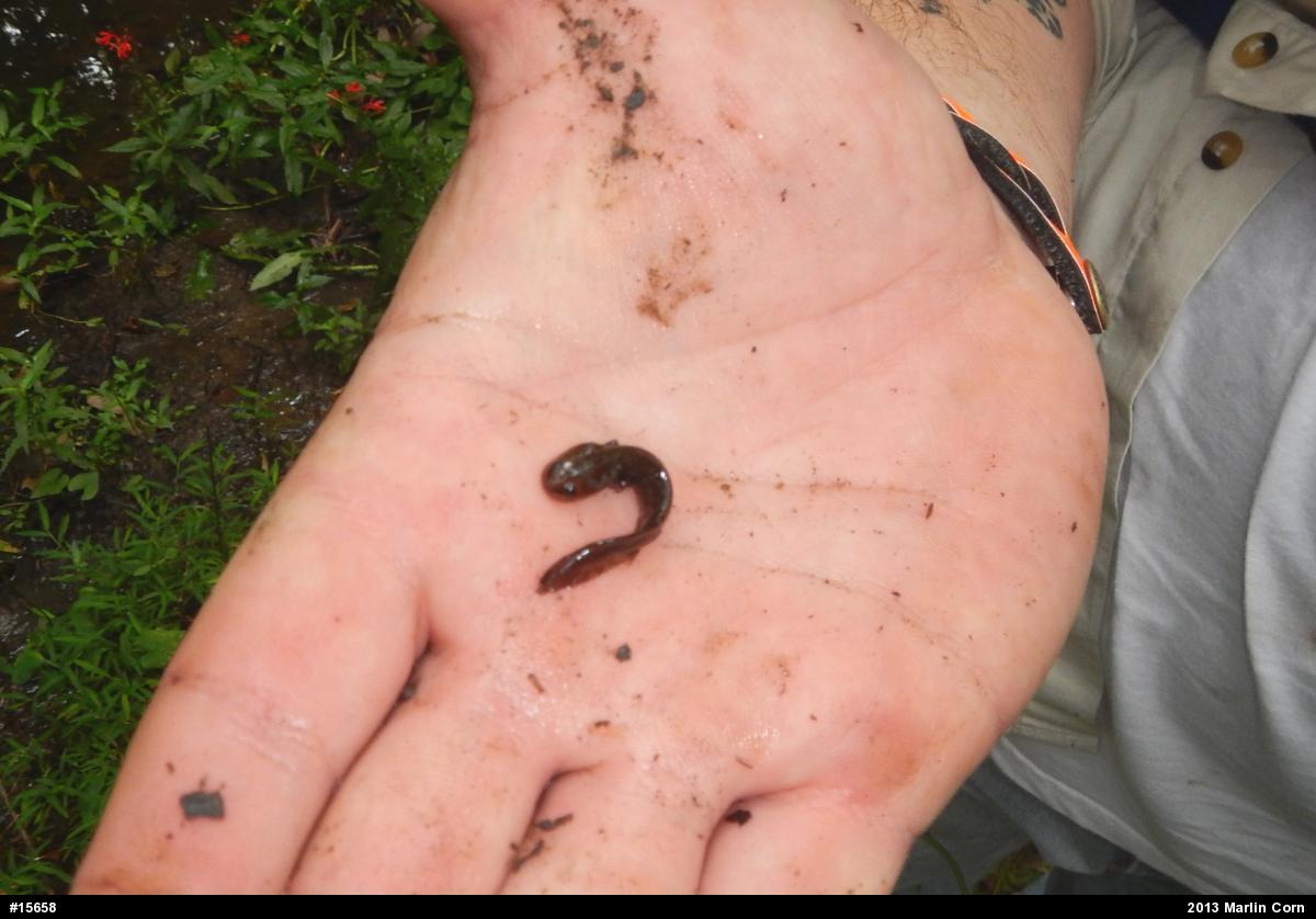 Spotted Salamander