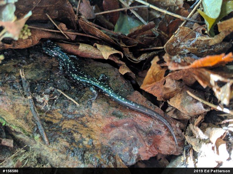 Northern Slimy Salamander