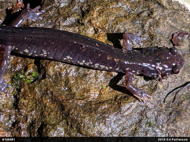 Wehrle's Salamander