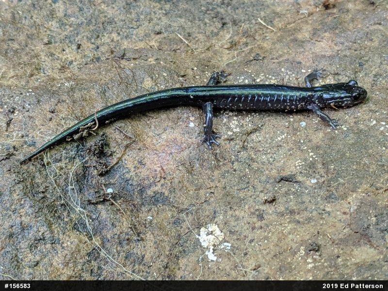 Wehrle's Salamander