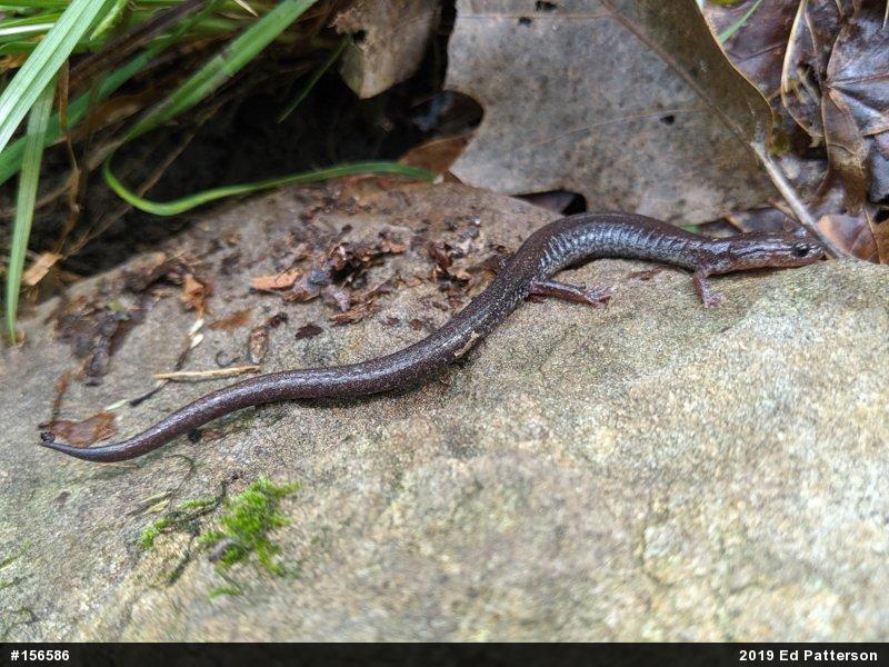 Valley And Ridge Salamander