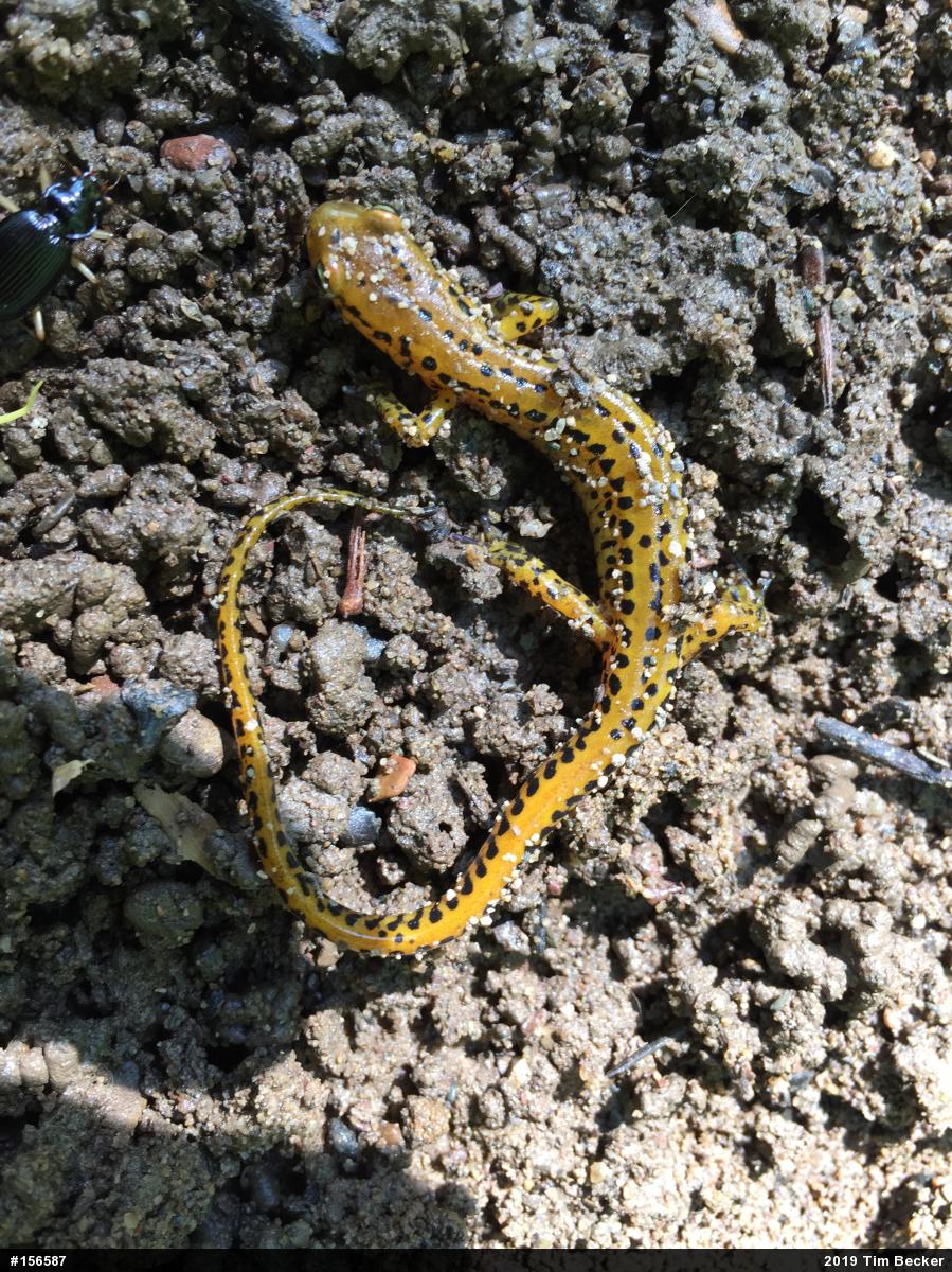 Eastern Long-tailed Salamander