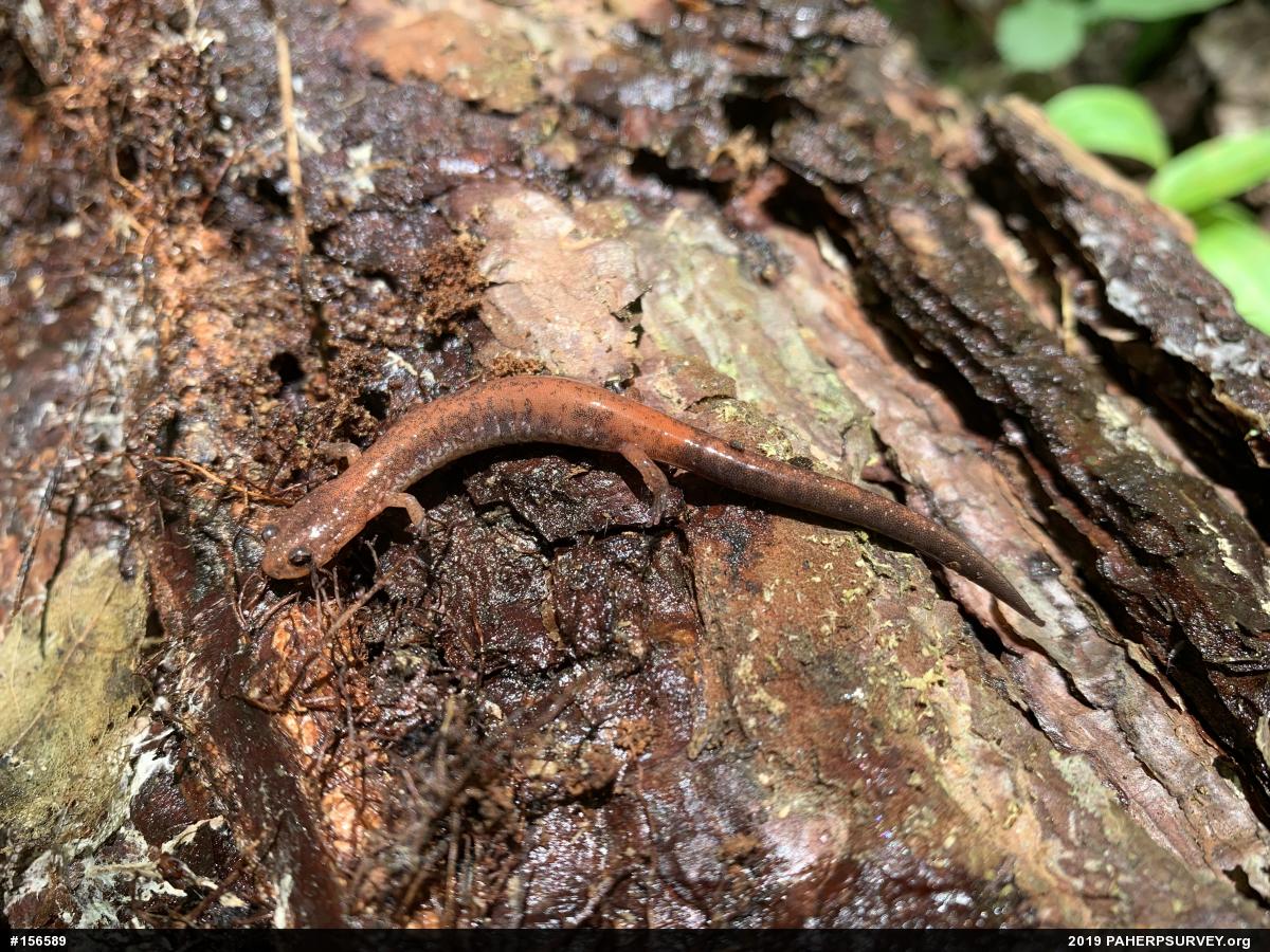 Eastern Red-backed  Salamander