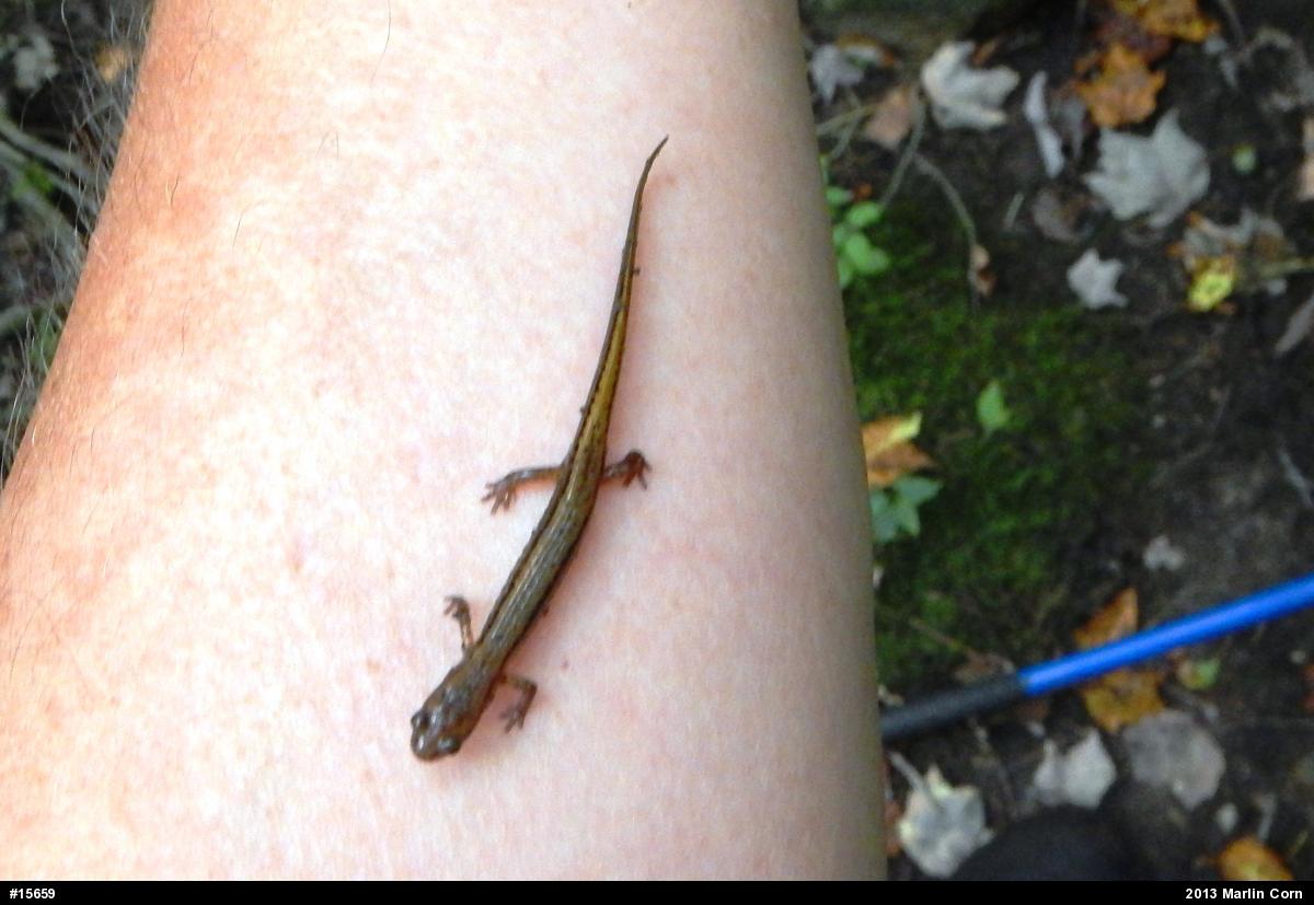 Northern Two-lined Salamander