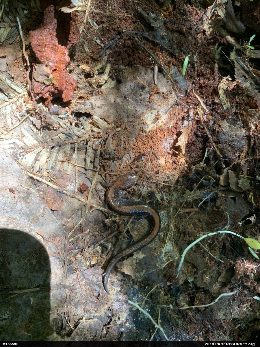 Eastern Red-backed  Salamander