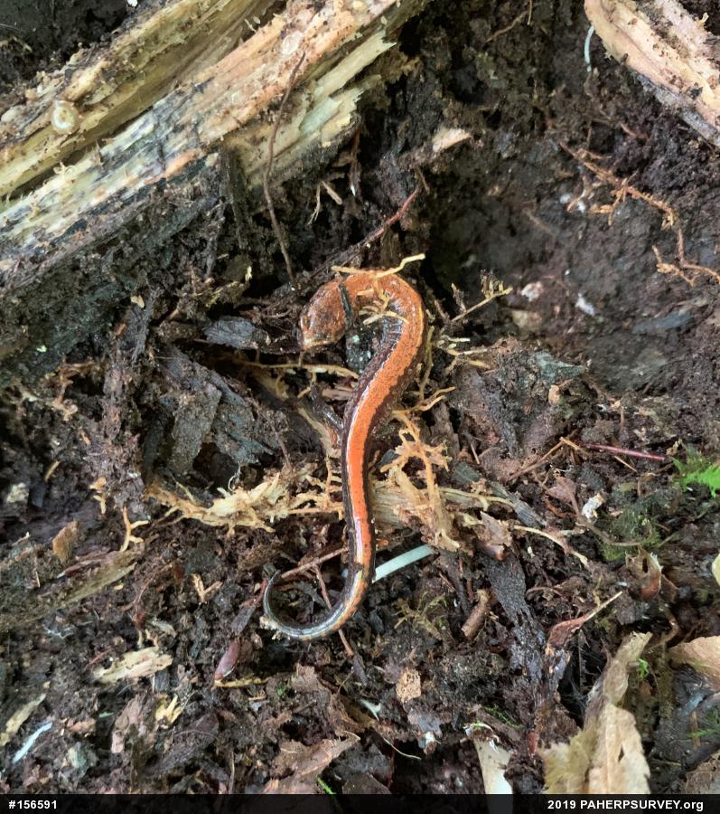 Eastern Red-backed  Salamander