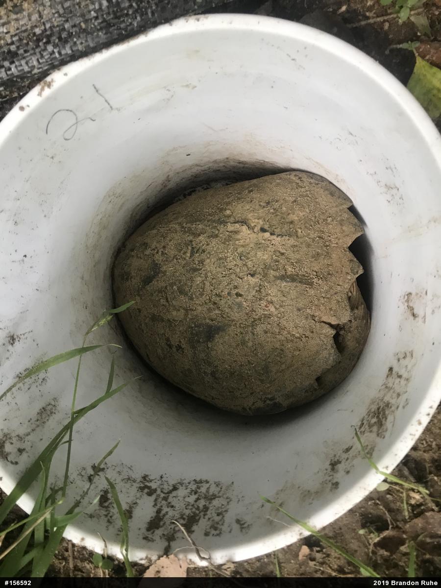 Snapping Turtle
