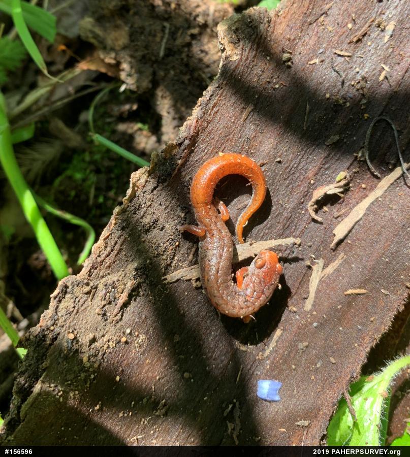 Four-toed Salamander
