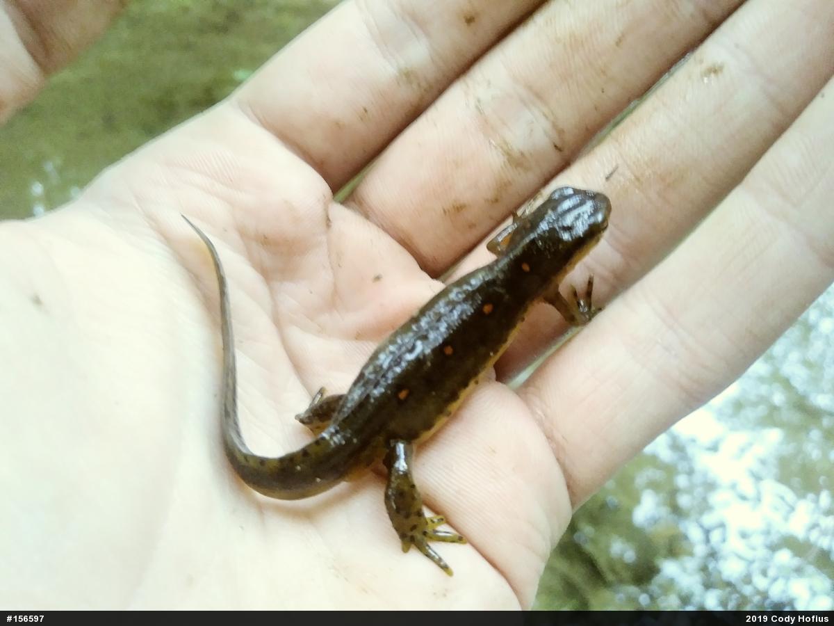 Red-spotted Newt