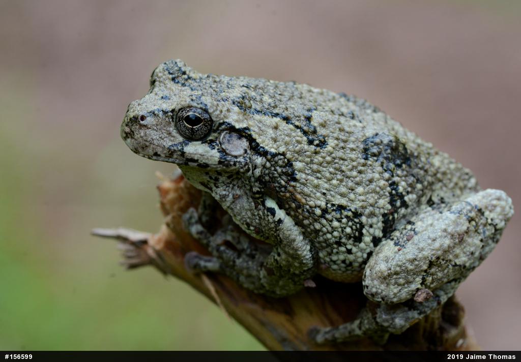 Unknown Gray Treefrog