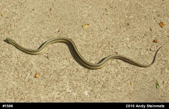 Eastern Gartersnake