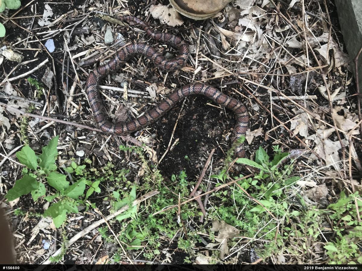 Eastern Milksnake