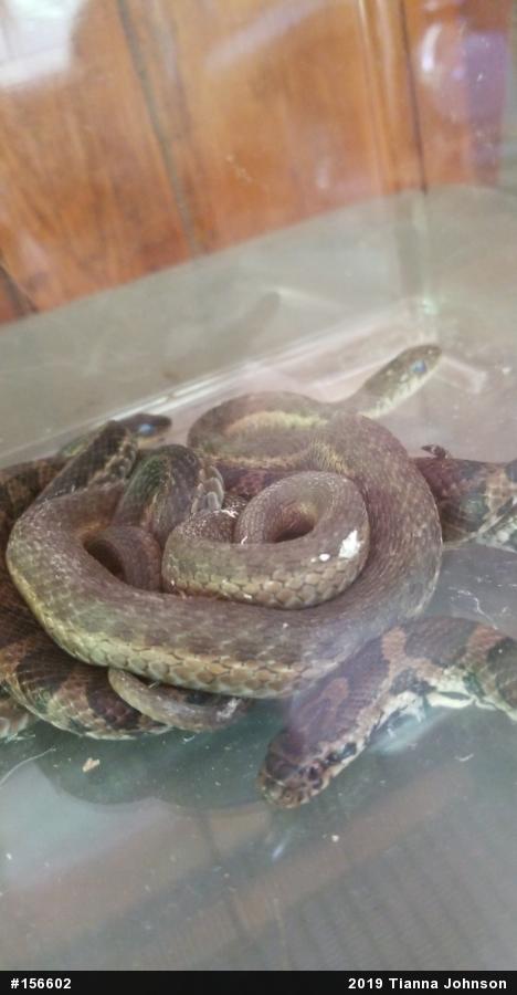 Eastern Milksnake
