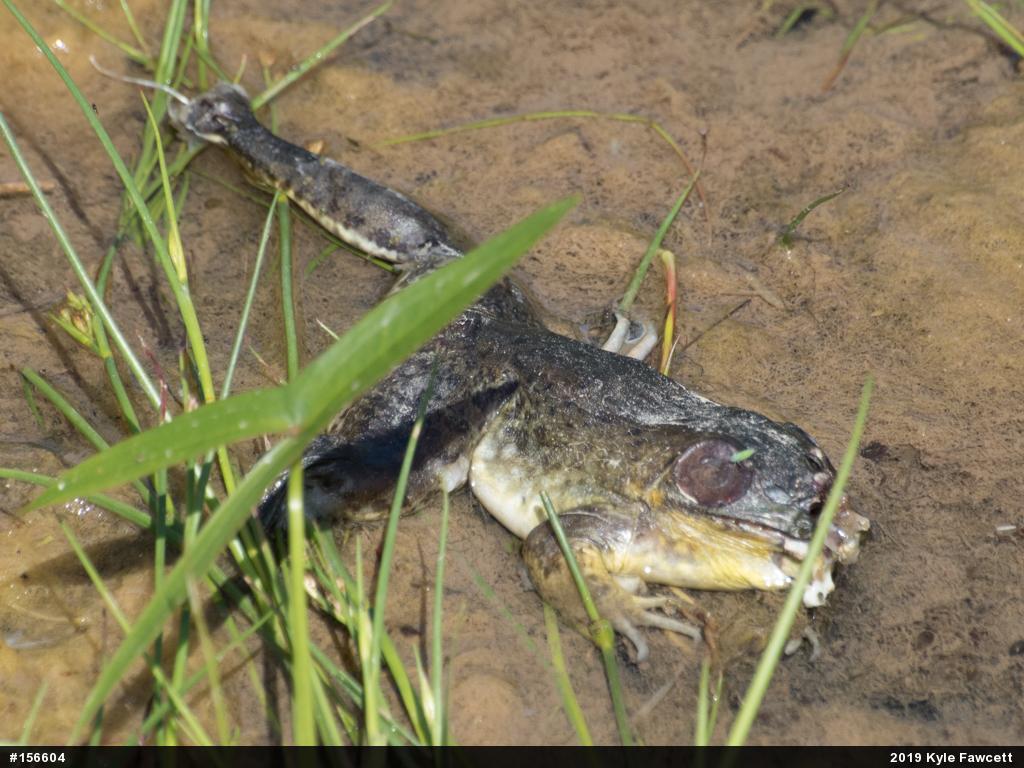 American Bullfrog