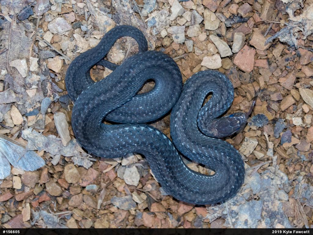 Red-bellied Snake