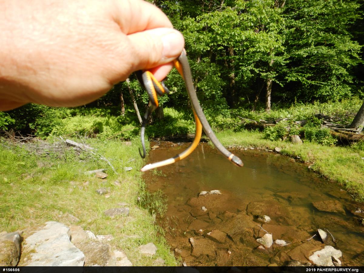 Northern Ring-necked Snake
