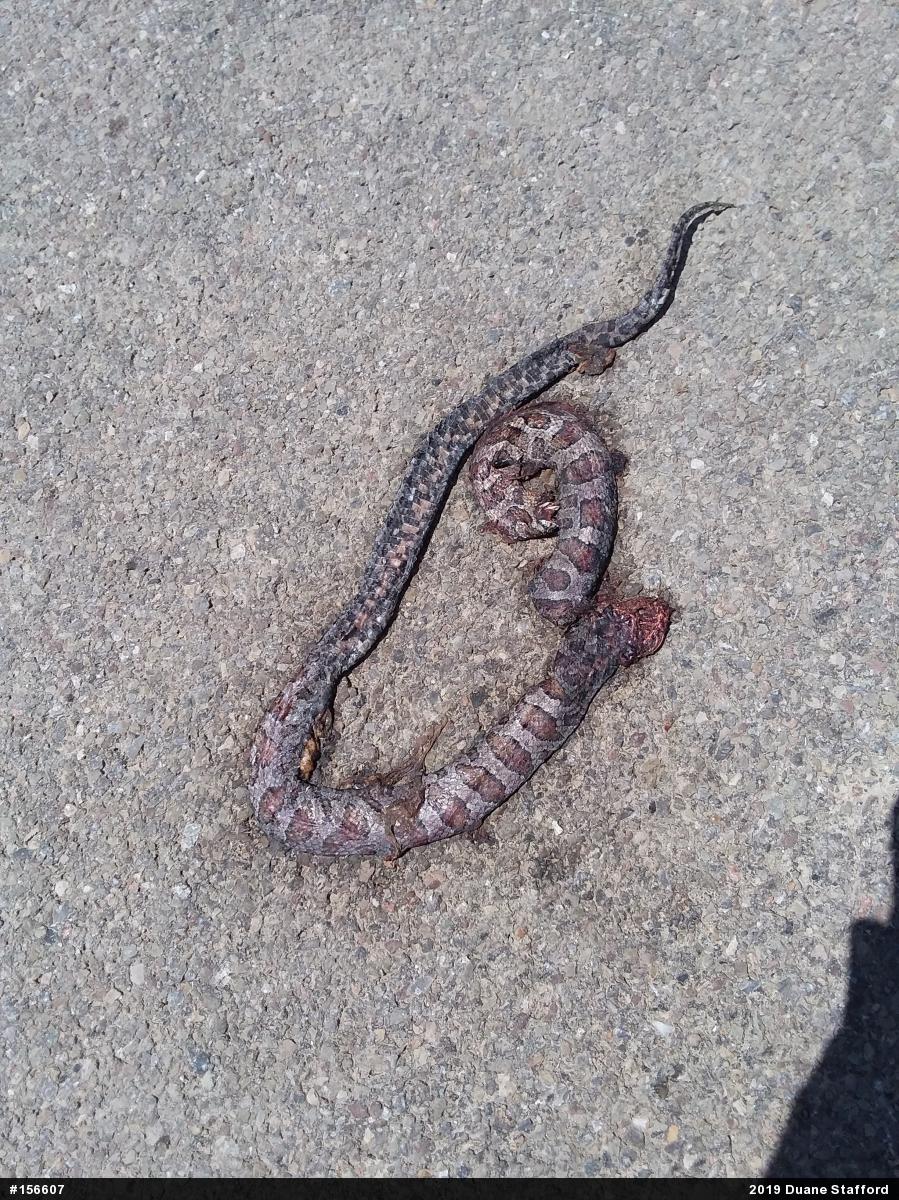 Eastern Milksnake