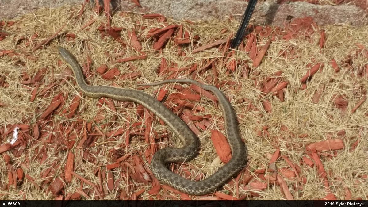 Eastern Gartersnake