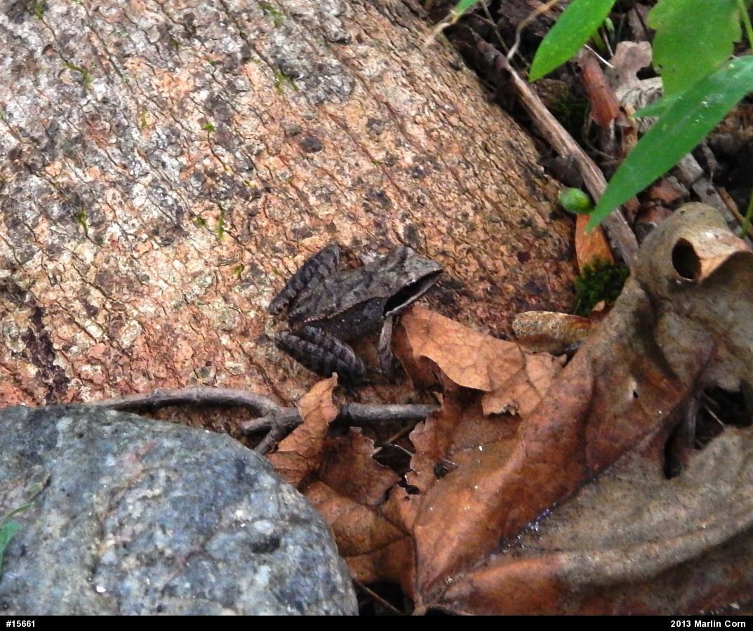 Wood Frog