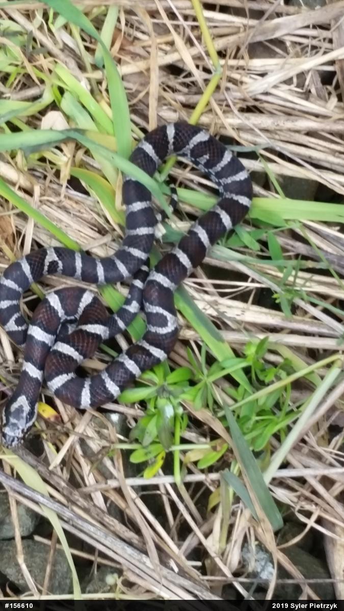 Eastern Milksnake