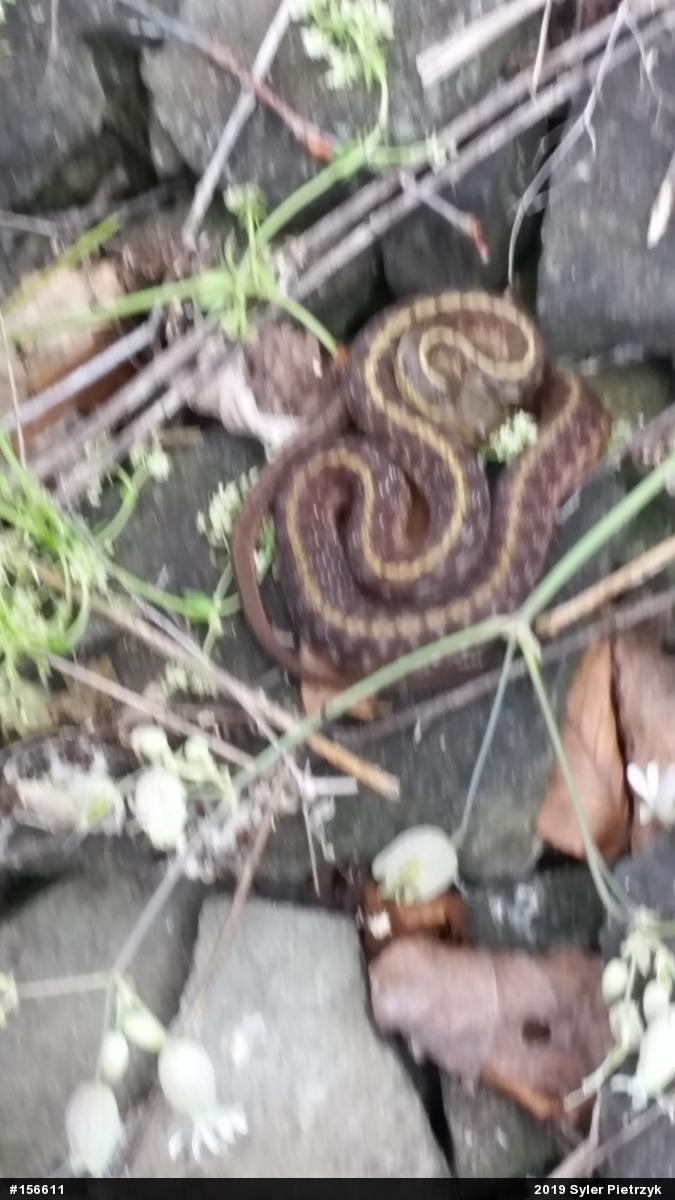 Eastern Gartersnake