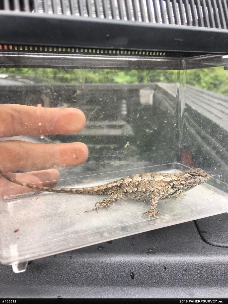 Eastern Fence Lizard