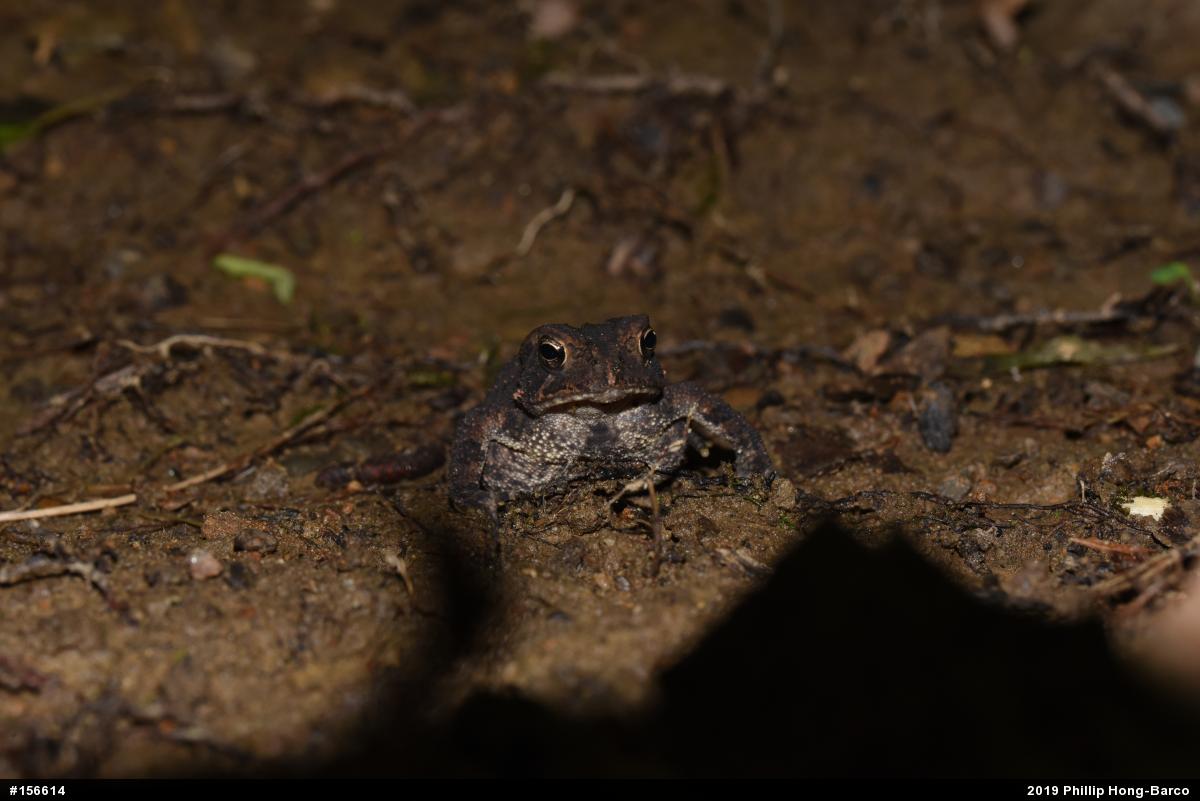 Eastern American Toad