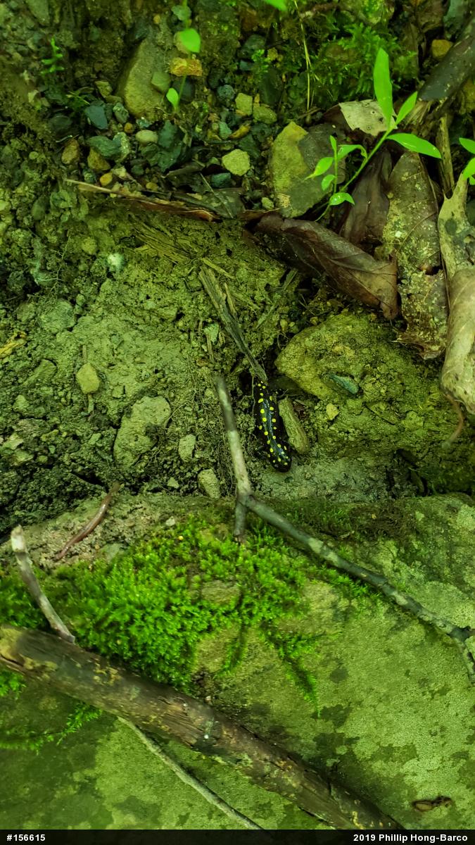 Spotted Salamander