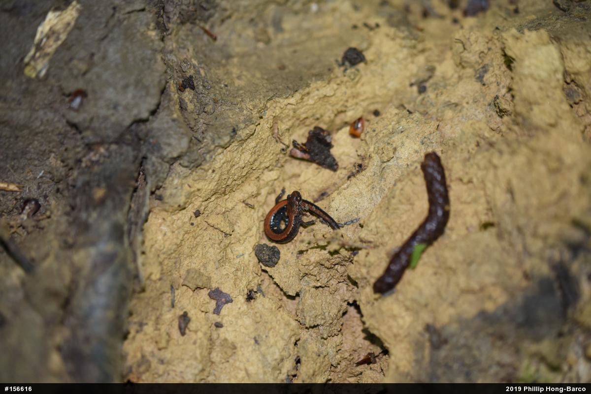 Eastern Red-backed  Salamander