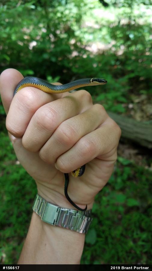 Northern Ring-necked Snake