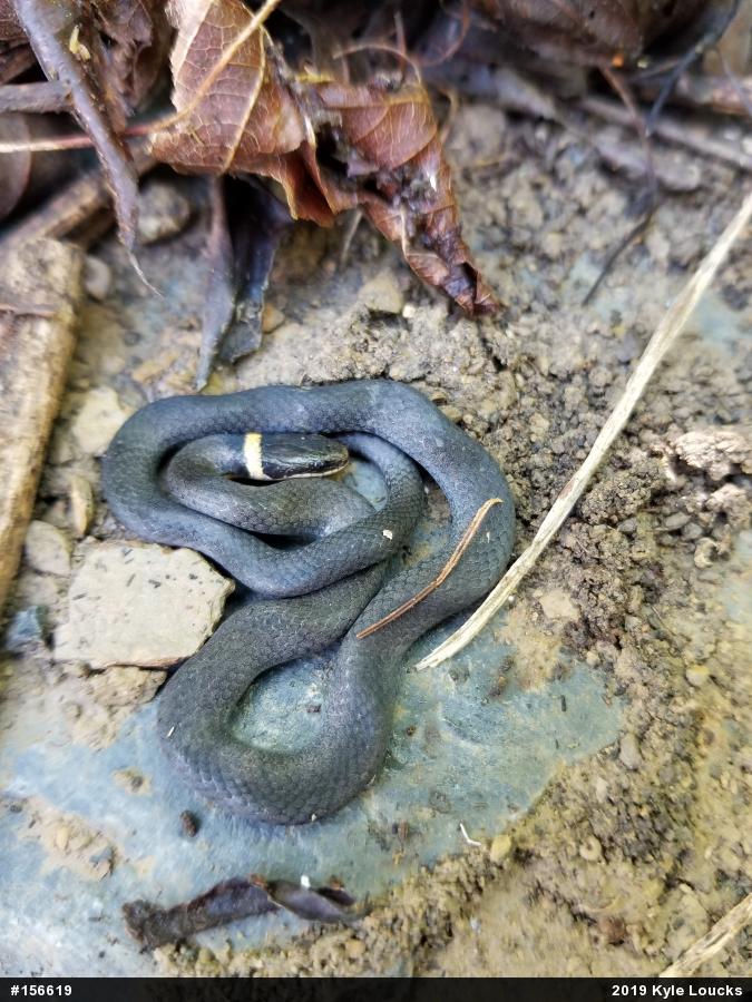 Northern Ring-necked Snake