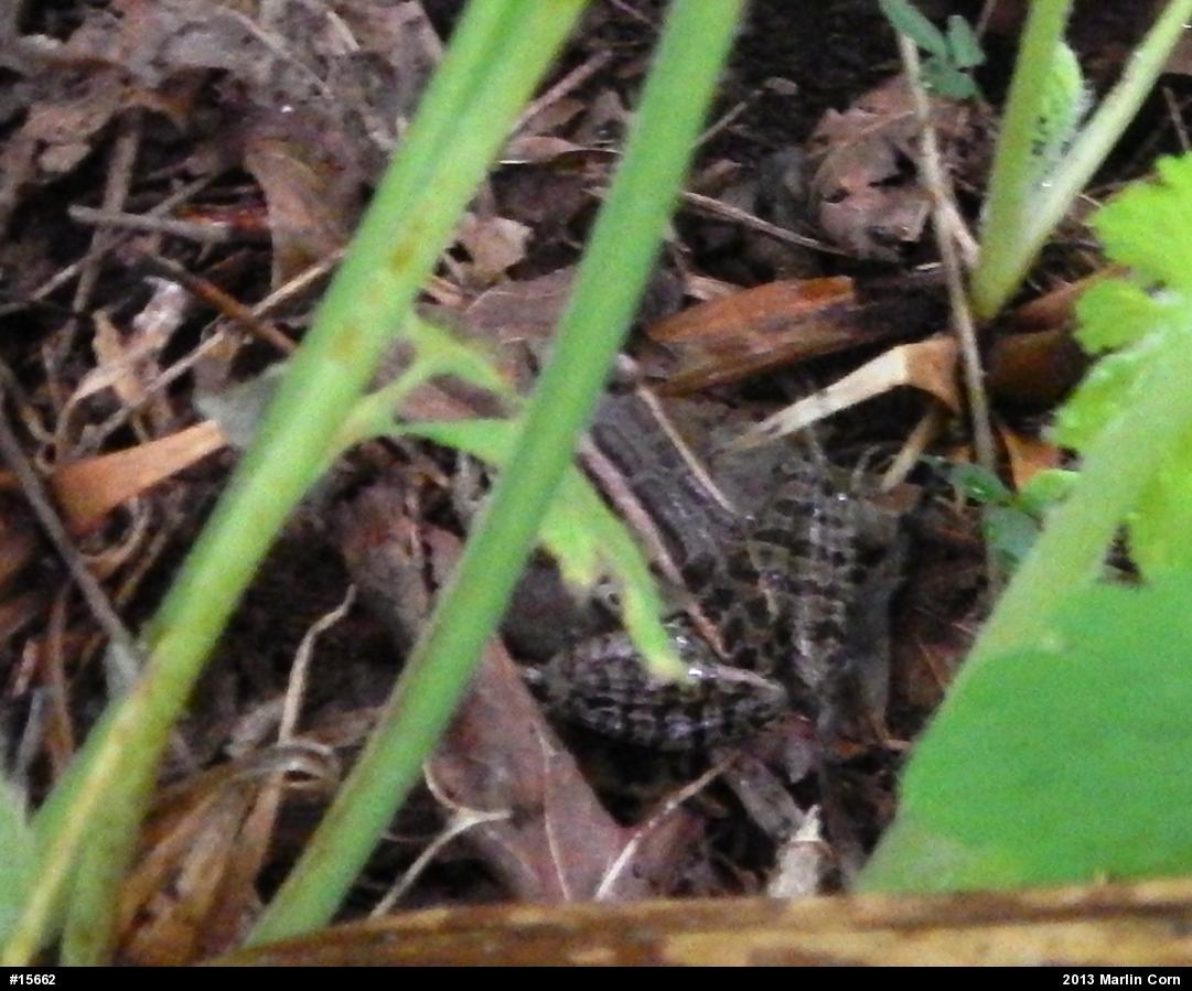 Pickerel Frog
