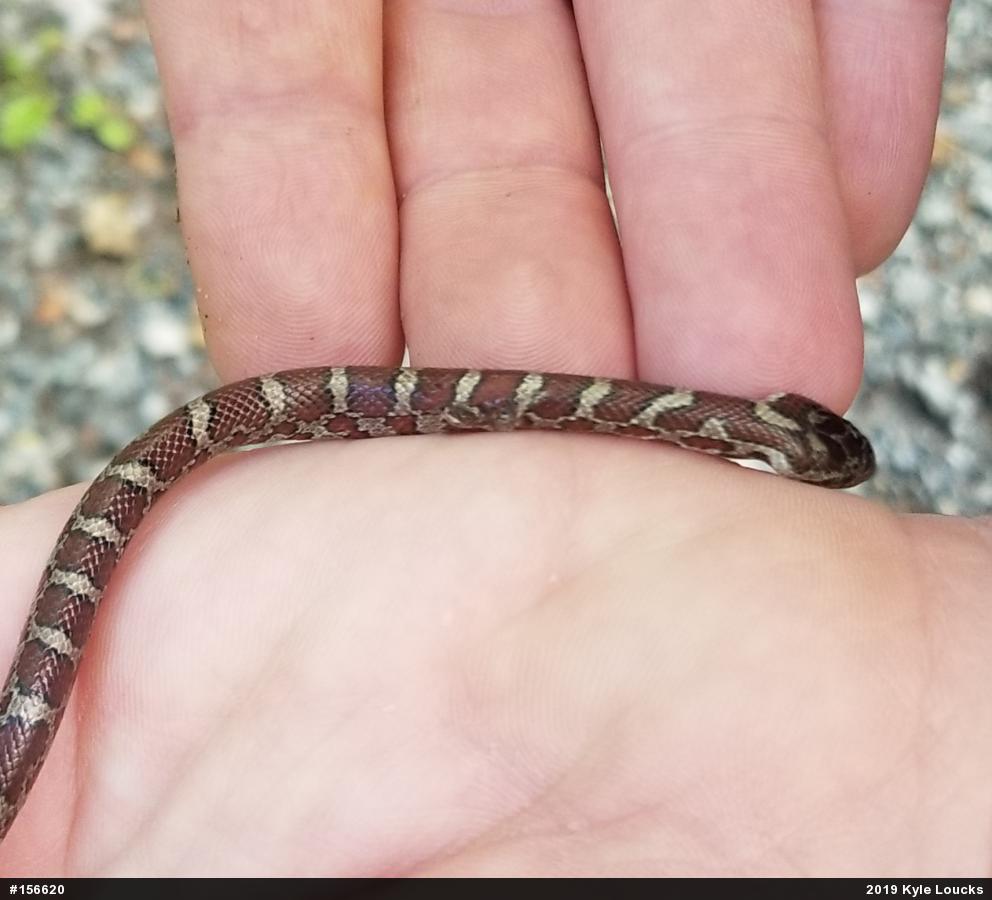 Eastern Milksnake