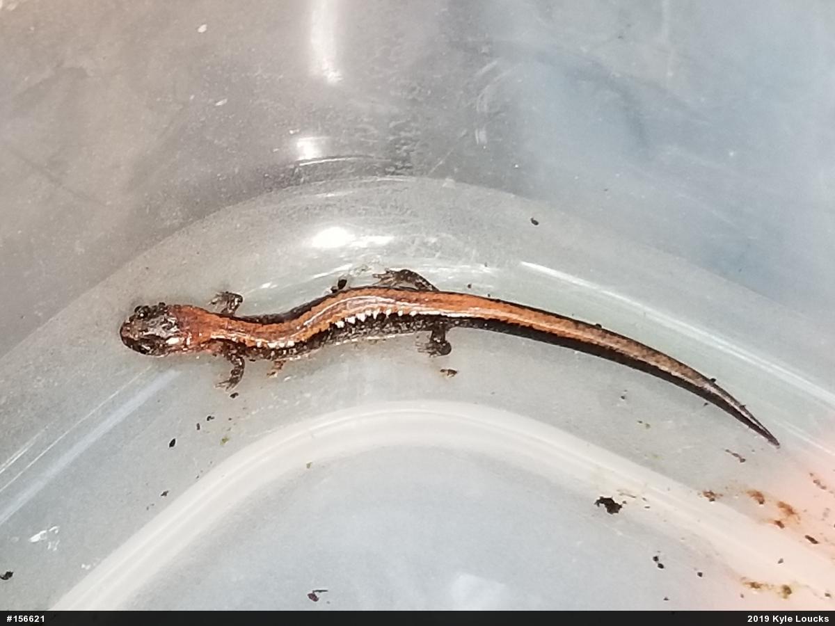 Eastern Red-backed  Salamander