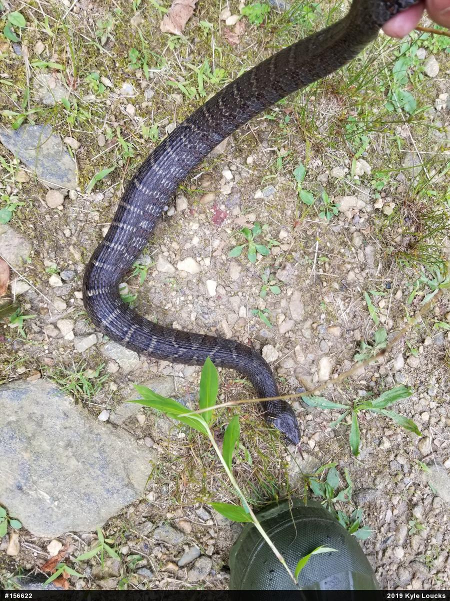 Northern Watersnake